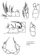 Espèce Paramisophria ovata - Planche 2 de figures morphologiques