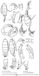 Species Pontella spinipedata - Plate 1 of morphological figures