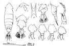 Espce Pontella asymmetrica - Planche 1 de figures morphologiques