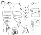 Espèce Paramisophria japonica - Planche 3 de figures morphologiques