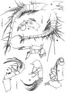 Espèce Paramisophria japonica - Planche 4 de figures morphologiques