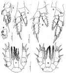 Espèce Paramisophria japonica - Planche 5 de figures morphologiques