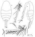 Species Disco compressus - Plate 1 of morphological figures