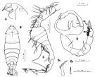 Species Pontella rostraticauda - Plate 3 of morphological figures