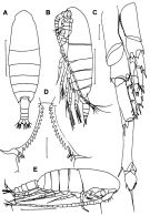 Species Calanus simillimus - Plate 5 of morphological figures