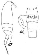 Espèce Clausocalanus brevipes - Planche 8 de figures morphologiques