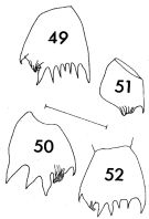 Species Clausocalanus ingens - Plate 7 of morphological figures