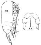 Species Clausocalanus laticeps - Plate 6 of morphological figures