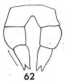 Species Clausocalanus ingens - Plate 6 of morphological figures
