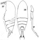 Espèce Aetideus armatus - Planche 5 de figures morphologiques