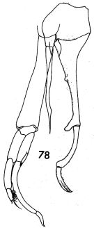 Species Scaphocalanus magnus - Plate 6 of morphological figures