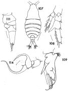 Espèce Centropages bradyi - Planche 4 de figures morphologiques