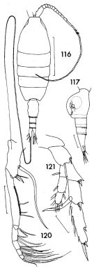 Espèce Heterorhabdus austrinus - Planche 8 de figures morphologiques