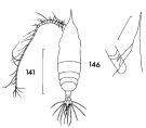 Espèce Haloptilus oxycephalus - Planche 5 de figures morphologiques