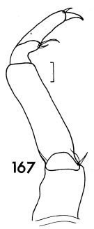 Espèce Sapphirina angusta - Planche 1 de figures morphologiques