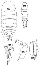 Espèce Sapphirina angusta - Planche 2 de figures morphologiques