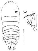 Species Sapphirina metallina - Plate 1 of morphological figures