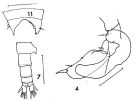 Espèce Candacia cheirura - Planche 9 de figures morphologiques