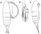 Species Calanoides carinatus - Plate 3 of morphological figures