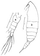 Species Calanoides carinatus - Plate 4 of morphological figures