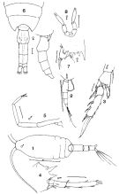 Espèce Clausocalanus arcuicornis - Planche 5 de figures morphologiques
