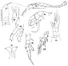 Espèce Centropages brachiatus - Planche 5 de figures morphologiques