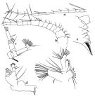 Espèce Scottocalanus helenae - Planche 9 de figures morphologiques