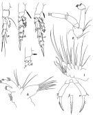 Espèce Scolecitrichopsis tenuipes - Planche 3 de figures morphologiques