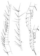 Species Candacia magna - Plate 3 of morphological figures