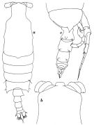 Espèce Candacia magna - Planche 4 de figures morphologiques
