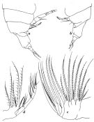 Species Pontella gaboonensis - Plate 2 of morphological figures