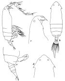 Species Pontella gaboonensis - Plate 5 of morphological figures