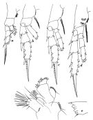 Species Paivella inaciae - Plate 4 of morphological figures
