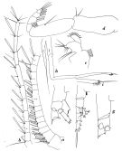 Species Paivella inaciae - Plate 6 of morphological figures