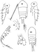 Espèce Temora stylifera - Planche 3 de figures morphologiques
