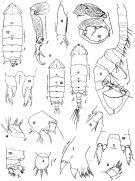 Espce Pontella patagoniensis - Planche 1 de figures morphologiques