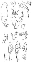 Espèce Spicipes nanseni - Planche 1 de figures morphologiques