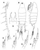 Espèce Tortanus (Atortus) capensis - Planche 1 de figures morphologiques