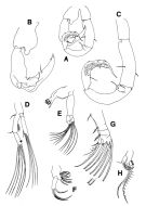 Espèce Tortanus (Atortus) capensis - Planche 3 de figures morphologiques