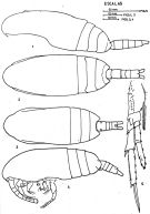 Espèce Paracalanus parvus - Planche 4 de figures morphologiques