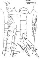 Espèce Paracalanus denudatus - Planche 4 de figures morphologiques