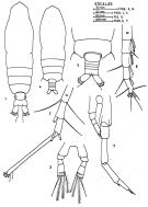 Espèce Calocalanus pavo - Planche 3 de figures morphologiques