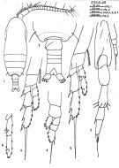 Espèce Calocalanus pavoninus - Planche 5 de figures morphologiques