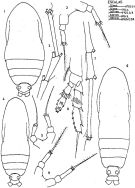 Species Calocalanus styliremis - Plate 2 of morphological figures