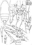 Espèce Calocalanus styliremis - Planche 3 de figures morphologiques
