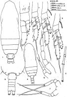 Espèce Calocalanus contractus - Planche 1 de figures morphologiques