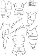 Espèce Calocalanus neptunus - Planche 2 de figures morphologiques