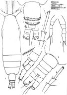 Species Calocalanus plumulosus - Plate 3 of morphological figures