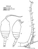 Species Clausocalanus paululus - Plate 4 of morphological figures