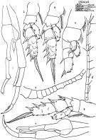 Species Scolecithricella dentata - Plate 9 of morphological figures